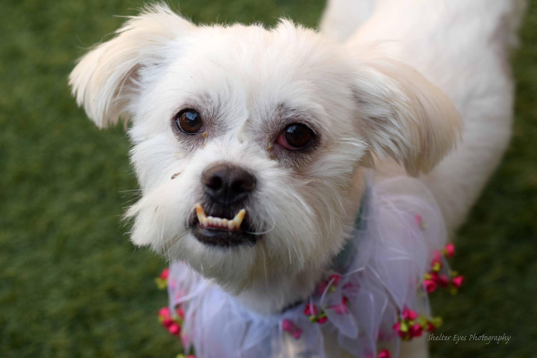 Adopt A Friend: StanLee